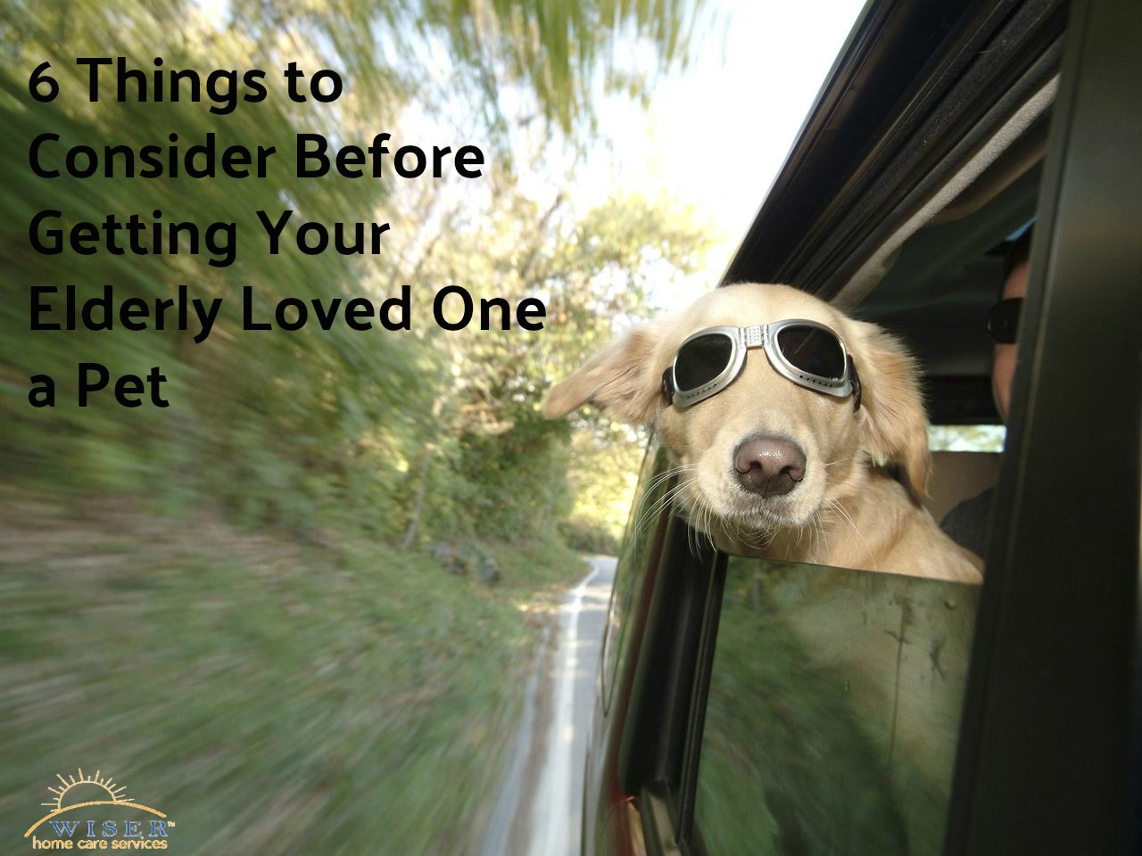 Their unconditional love & loyalty, make pets a great companion for the elderly. Here are 6 things to consider before getting your elderly loved one a pet.